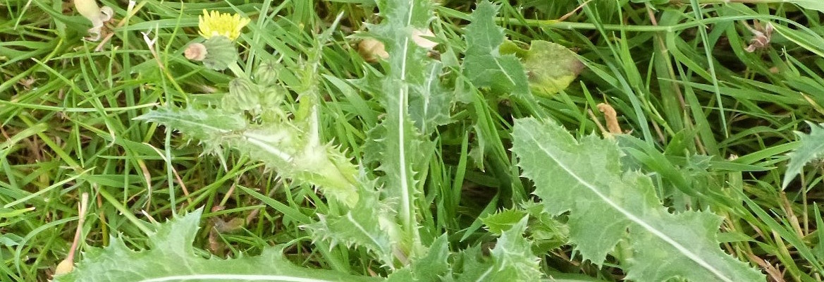 wild herb gathering