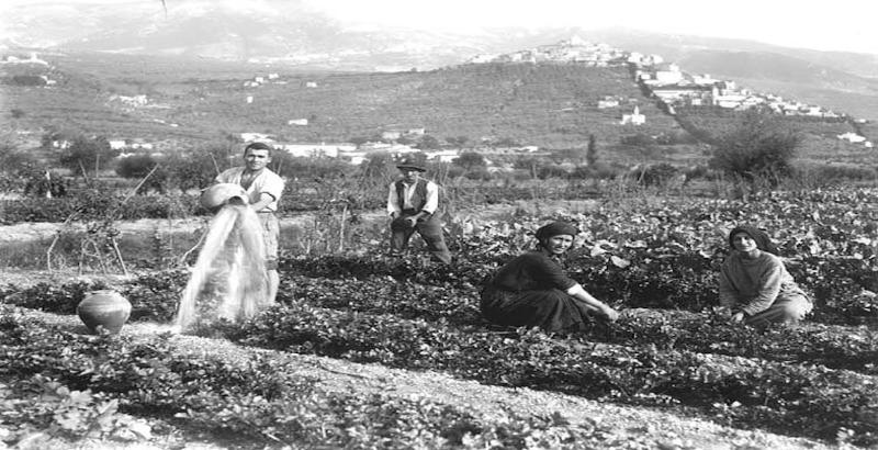 Image of farmers harvesting black celery