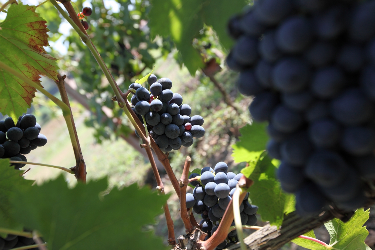 Grape harvest