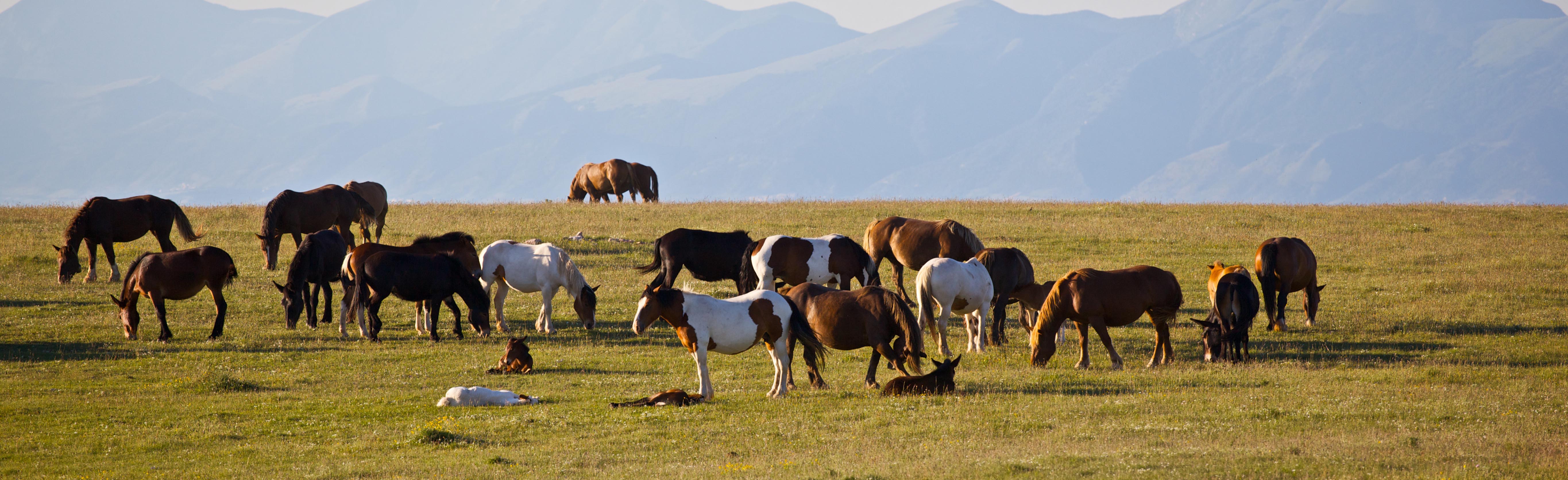 PARCHI NATURALISTICI