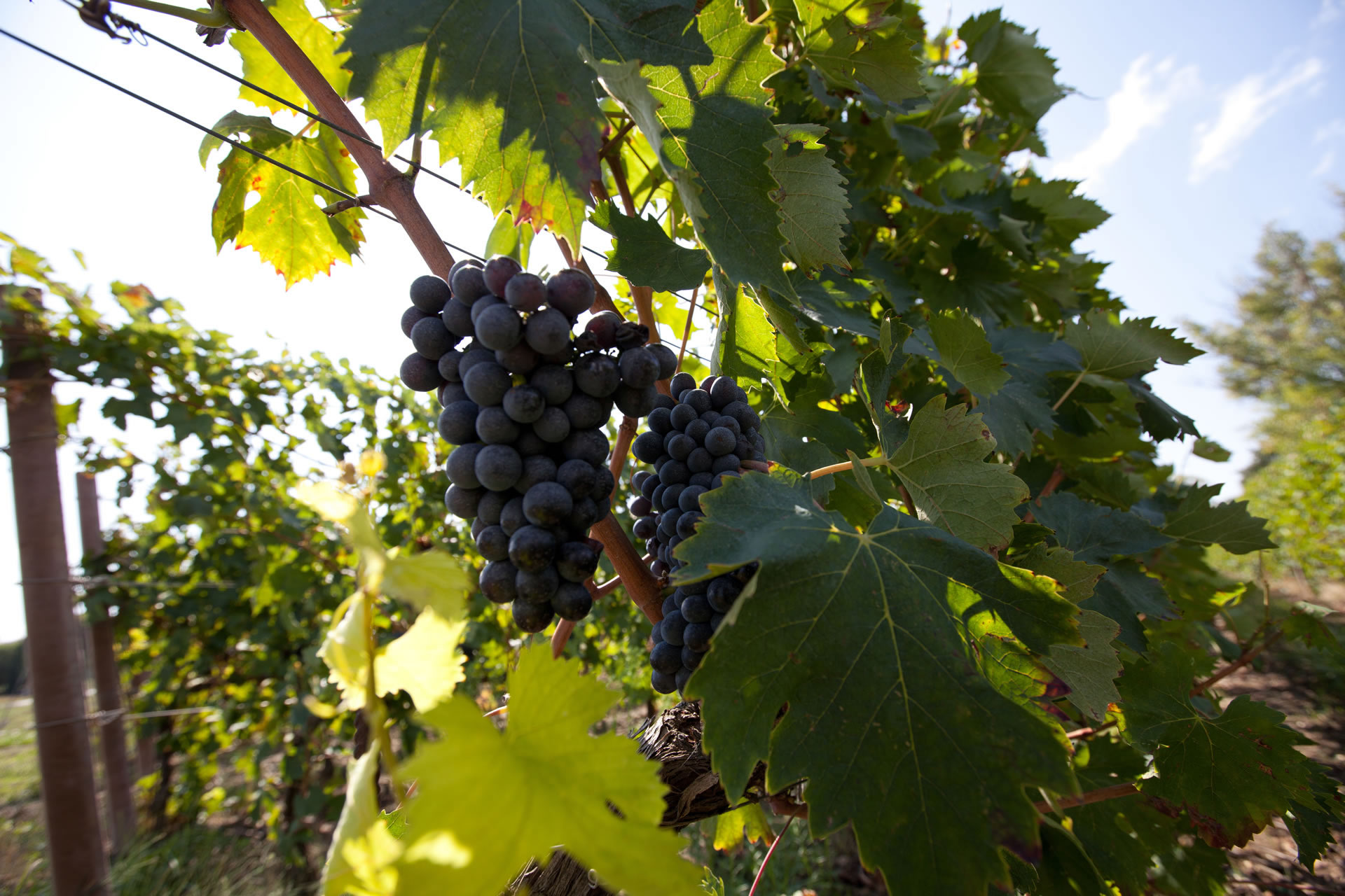 Vini DOC e DOCG Montefalco - Sagrantino