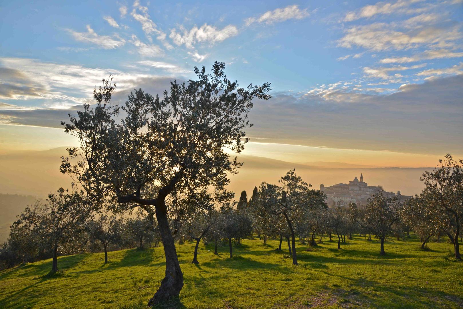 Trevi, the "Capital" of Olive Oil production