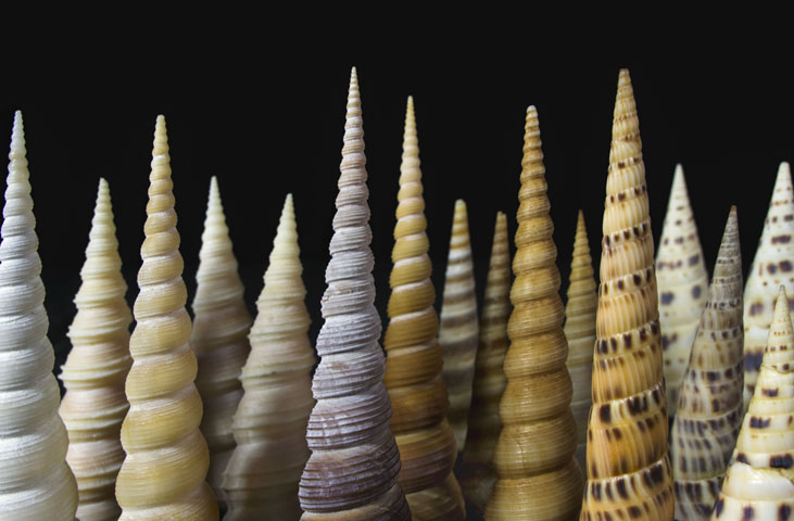 Malakos Malacological Museum of Città di Castello