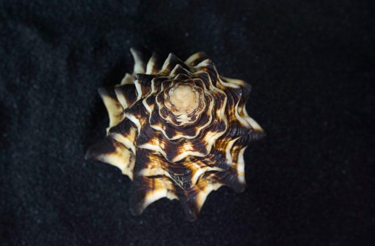 Museo Malacologico Malakos di Città di Castello