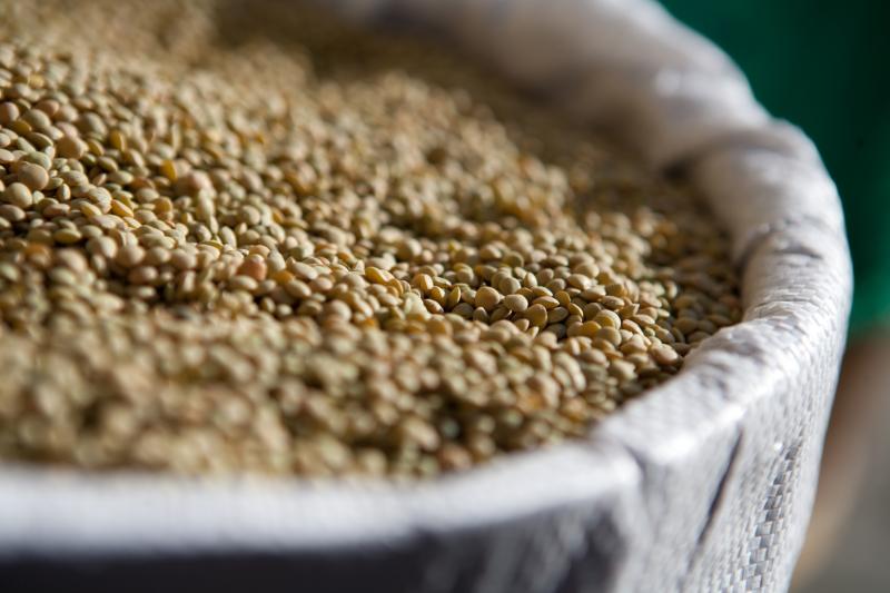 Lentil of Castelluccio di Norcia PGI