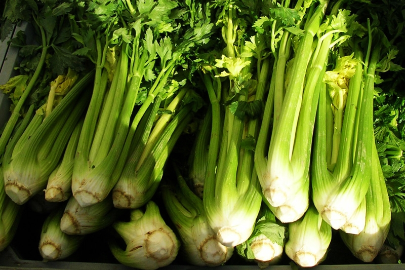 Sedano nero di Trevi