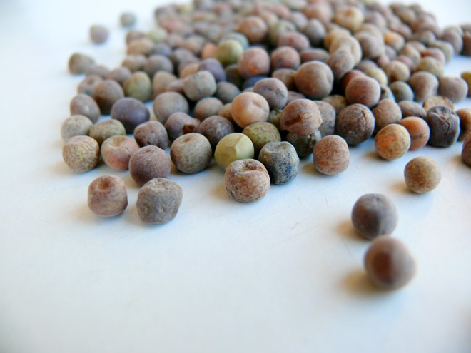 Dried Roveja seeds, small and round, with shades of brown, green, and grey, scattered on a light surface.