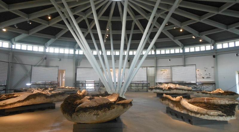 Vista panoramica dell'interno del Museo Paleontologico di Pietrafitta, dove sono esposti numerosi resti fossili distribuiti nel padiglione.
