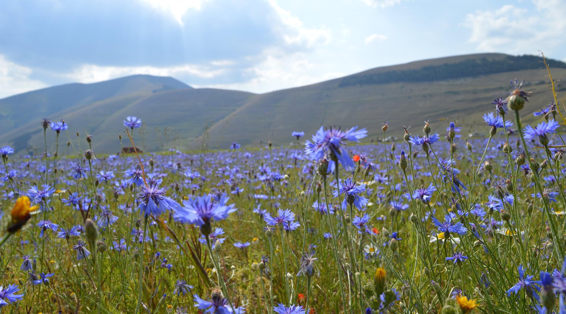 I Piani di Castelluccio di Castelluccio di Norcia