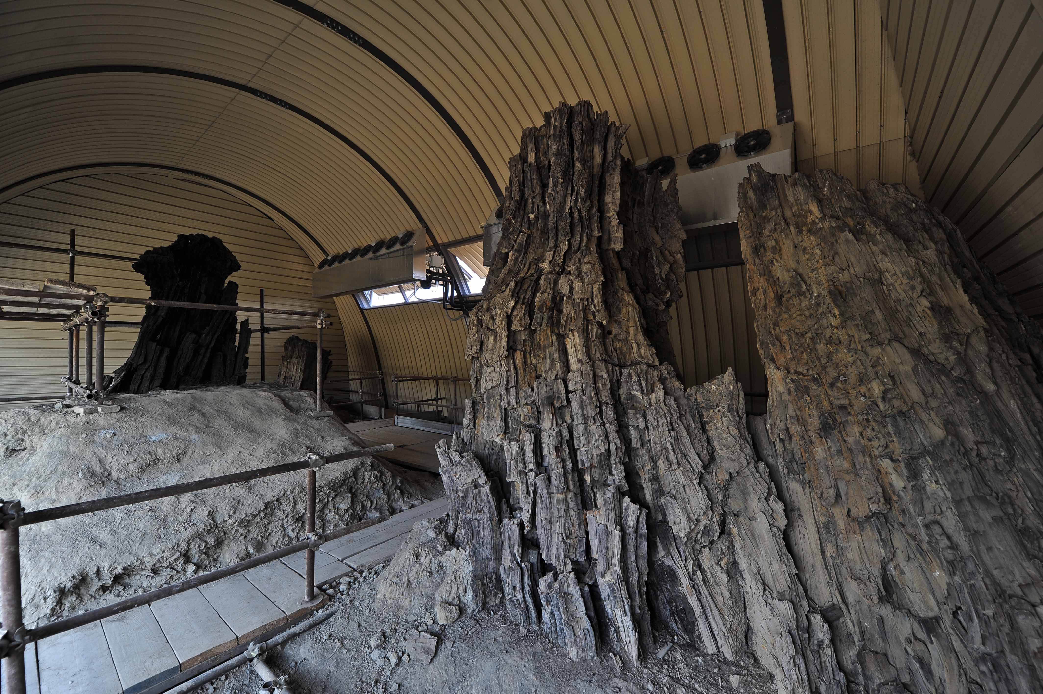 Centro di Paleontologia vegetale della foresta fossile di Dunarobba
