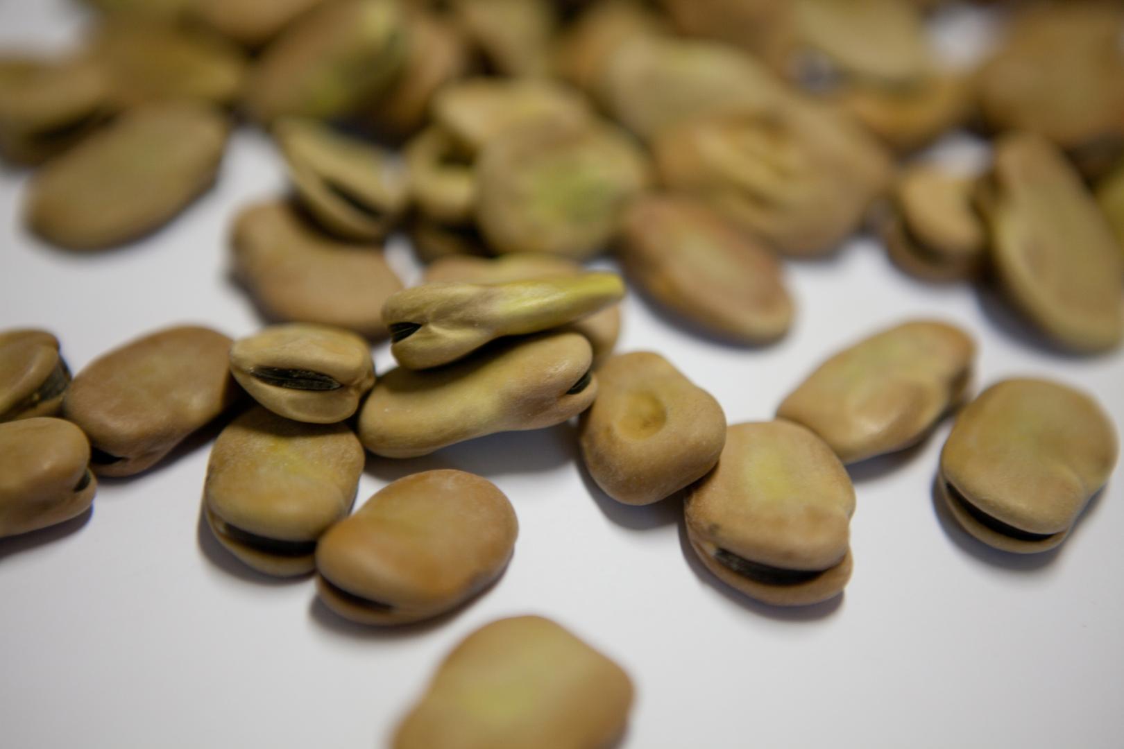 Fava cottòra dell’Amerino