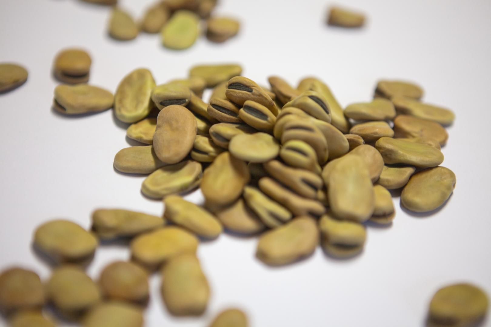 Fava cottòra dell’Amerino