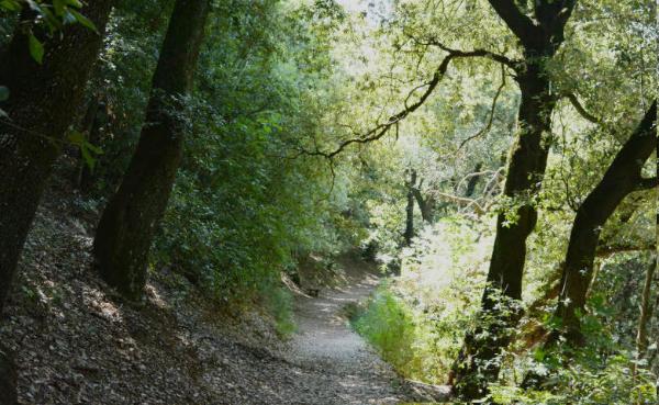  Holm oaks in Sassovivo 