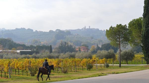  Person on horseback among autumn vineyards with panoramic view of the hilltop village of Bettona surrounded by greenery. 
