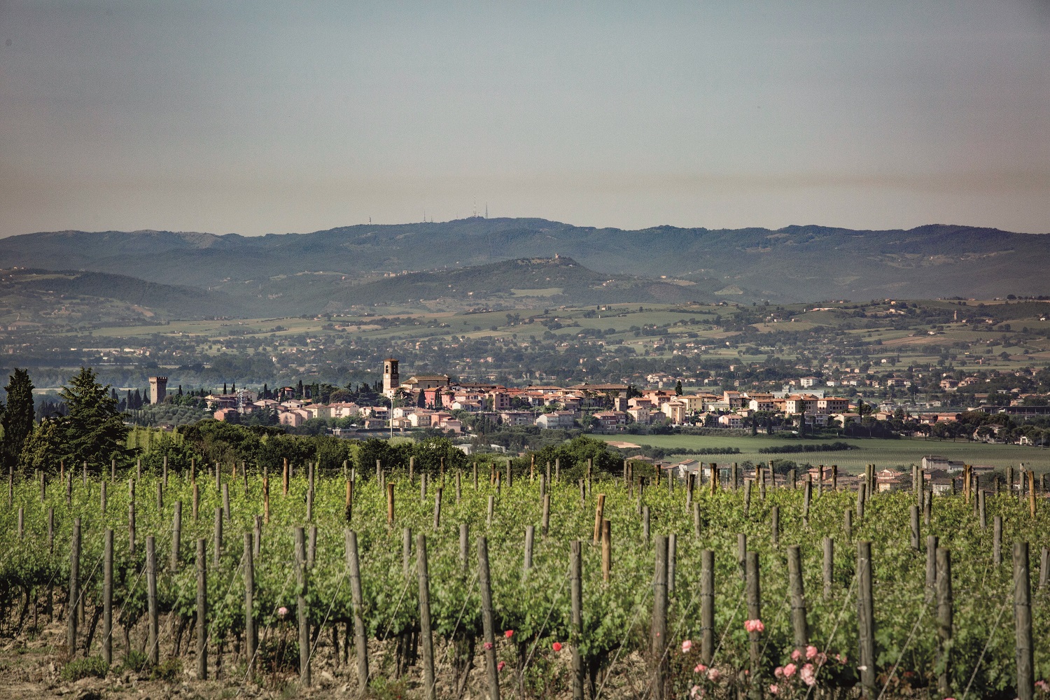 Torgiano