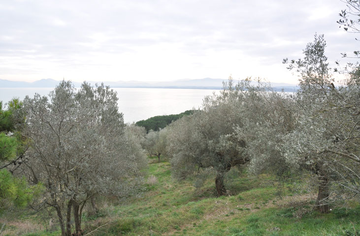 Festa dell'Olio di Castiglione del Lago