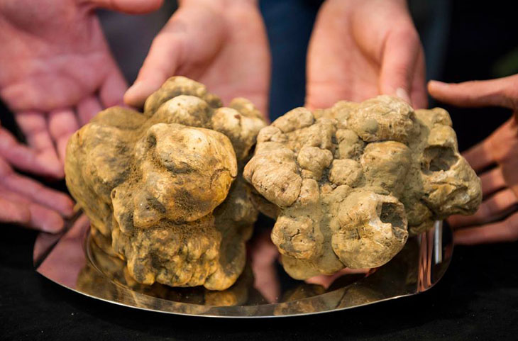 Market Exhibition of the White Truffle and of the agri-food products