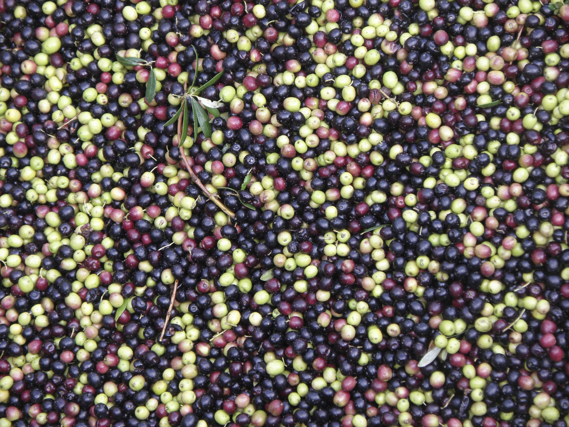 Pan'olio