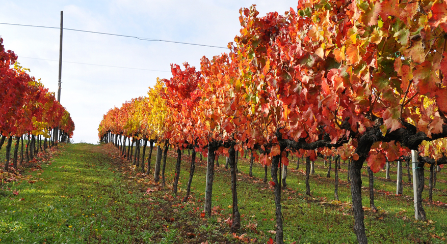 Terre del Sagrantino