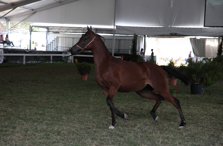 Mostra Nazionale del Cavallo