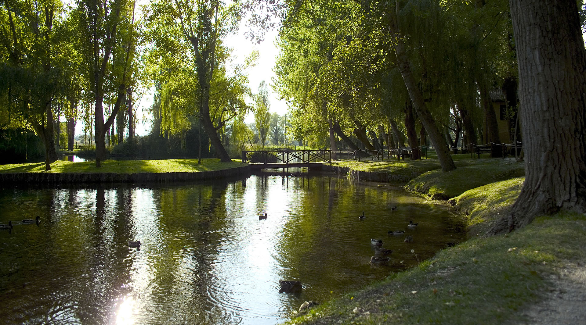 Laghetto alberato con riflessi sull’acqua, anatre e passerella in legno immersi nella luce del sole