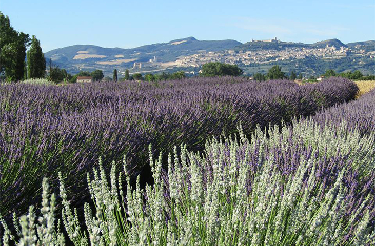 Lavender Festival
