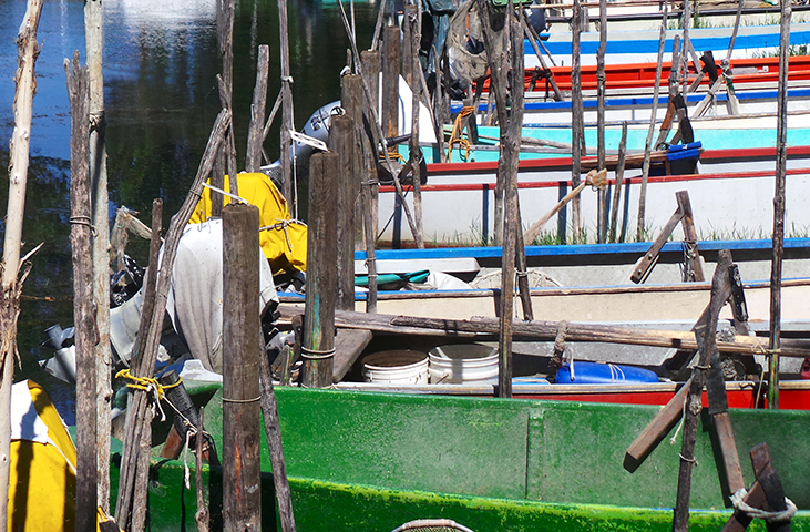 Trasimeno's fishers