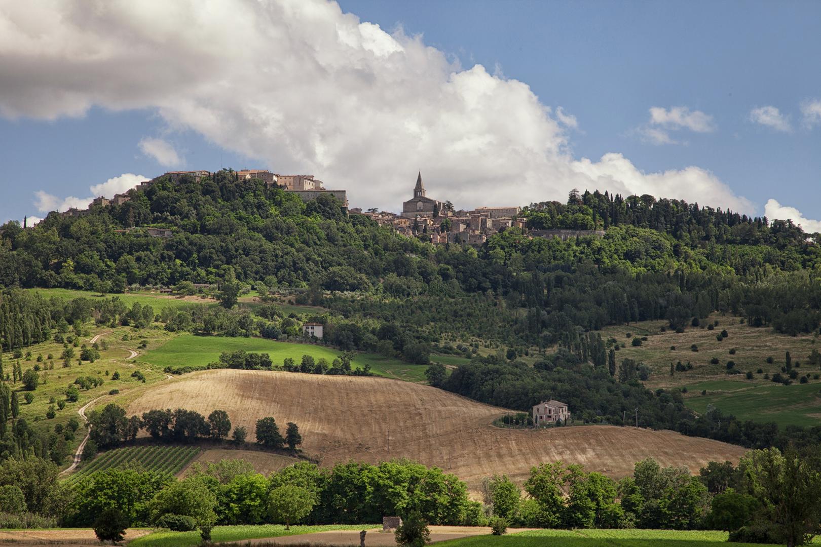 Grechetto di Todi