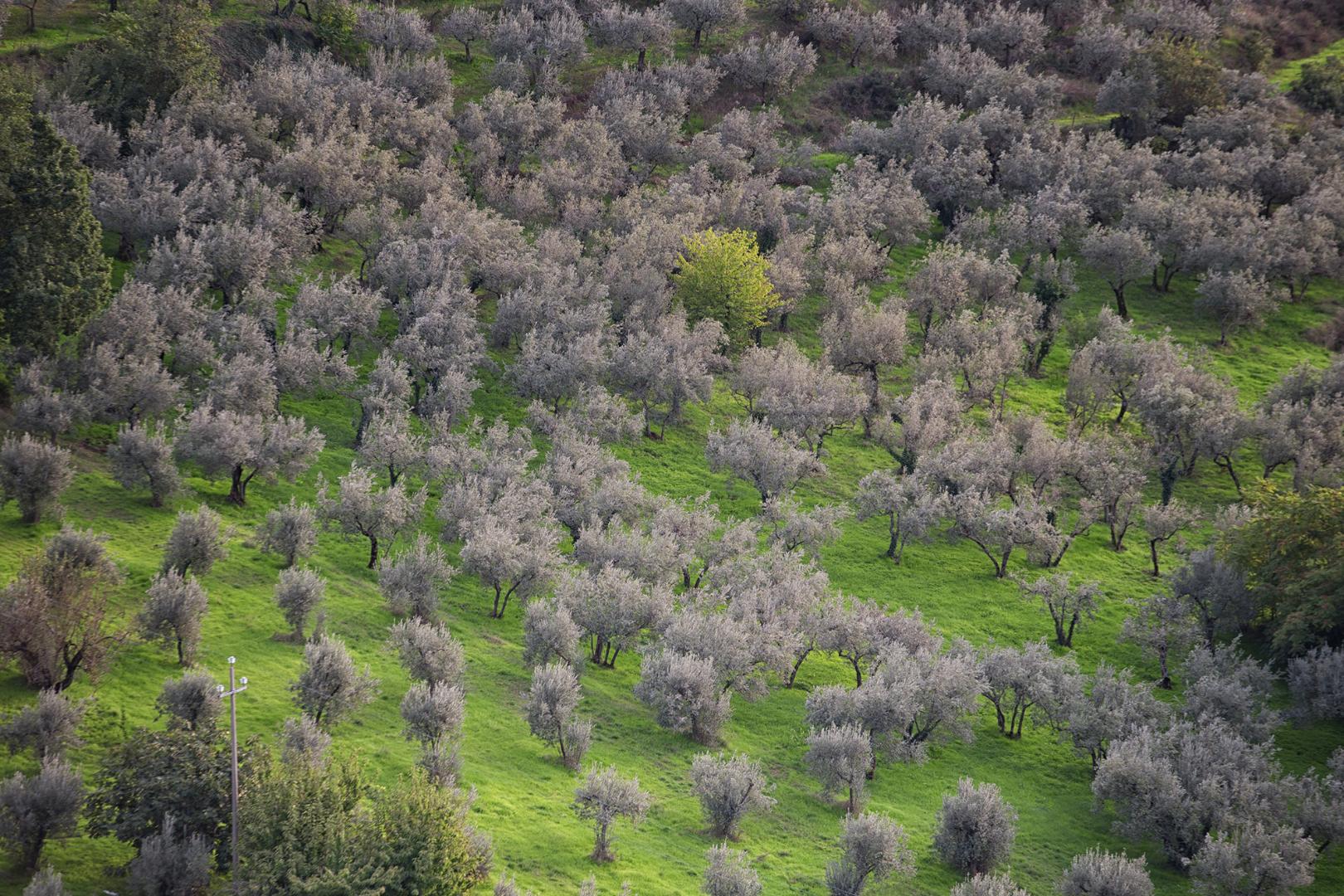 Trevi, the "Capital" of Olive Oil production