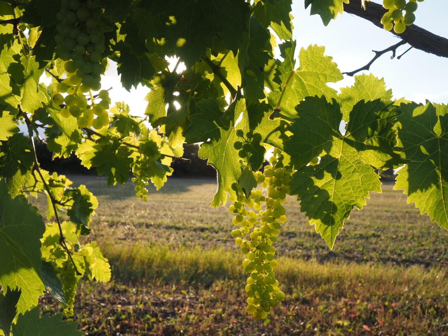 Trebbiano Spoletino