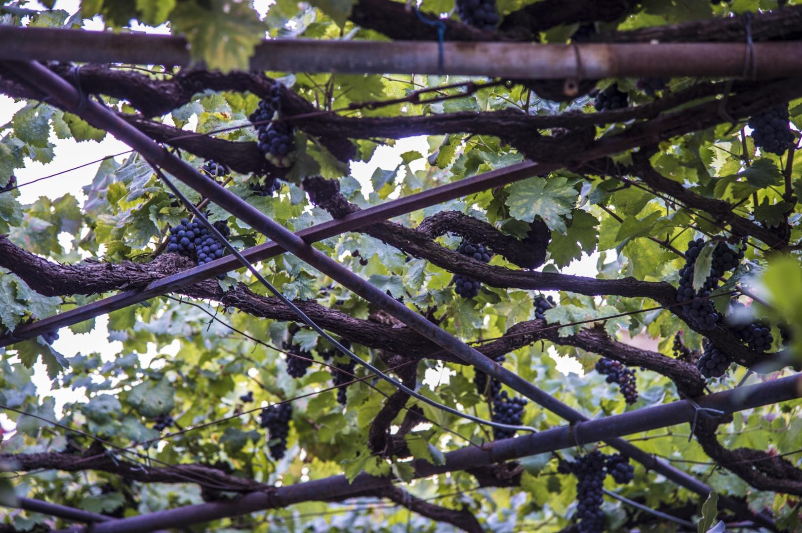 Vini DOC e DOCG Montefalco - Sagrantino