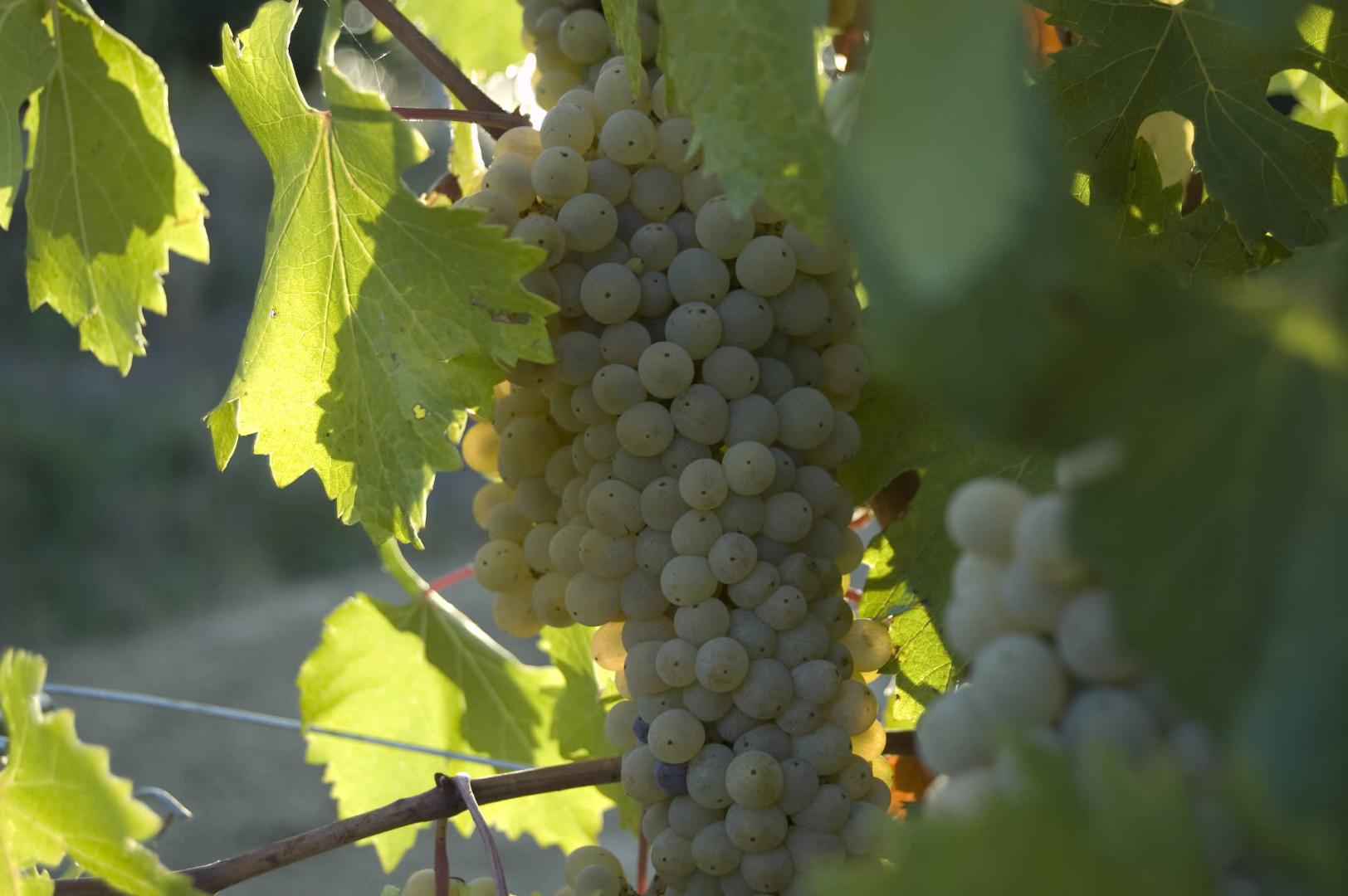 Vini Doc Colli Perugini