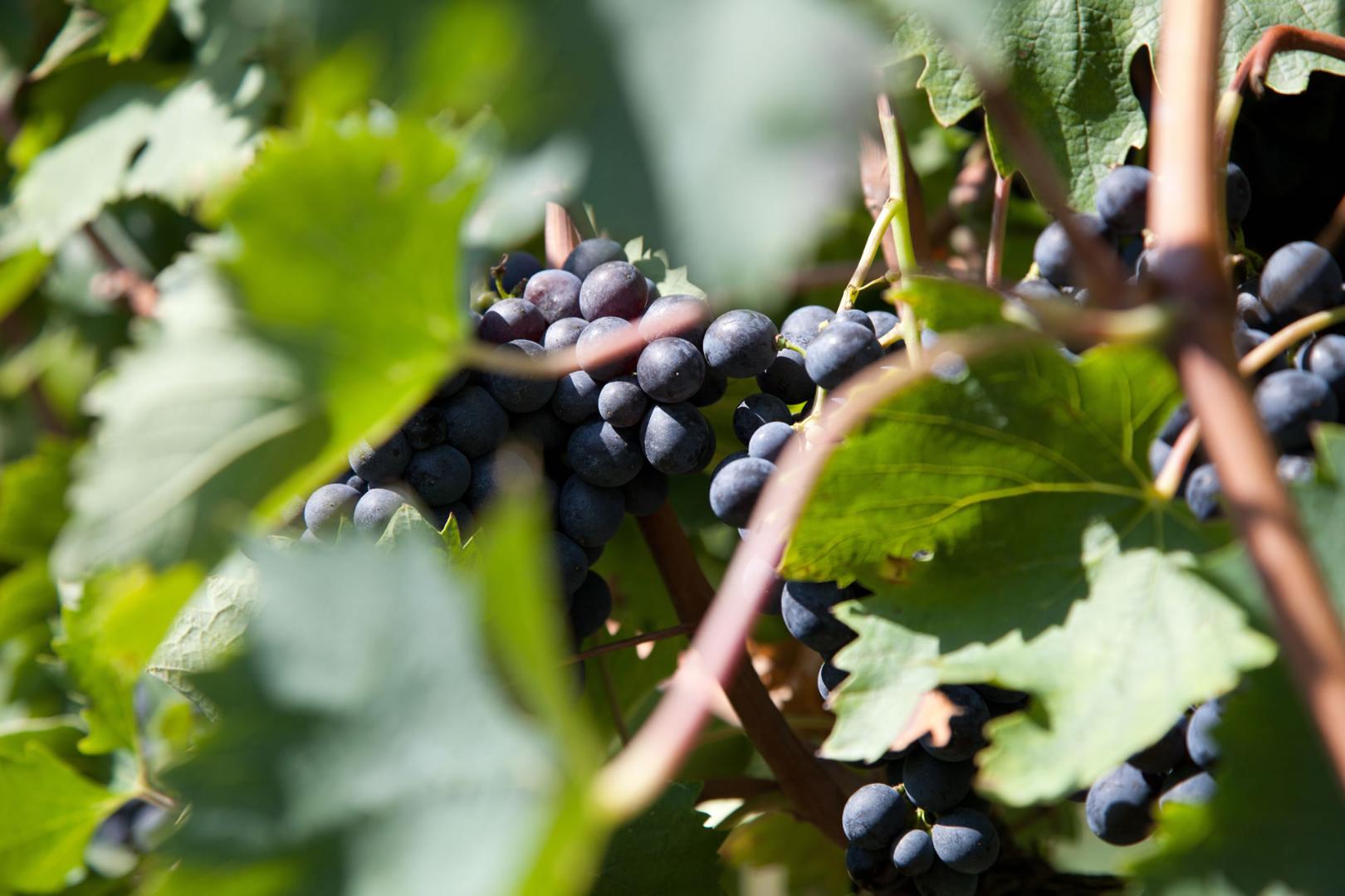 Vini Doc Colli del Trasimeno