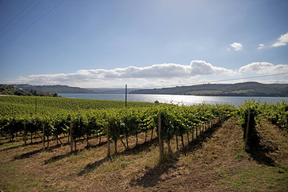 Vigneti Aperti in Umbria
