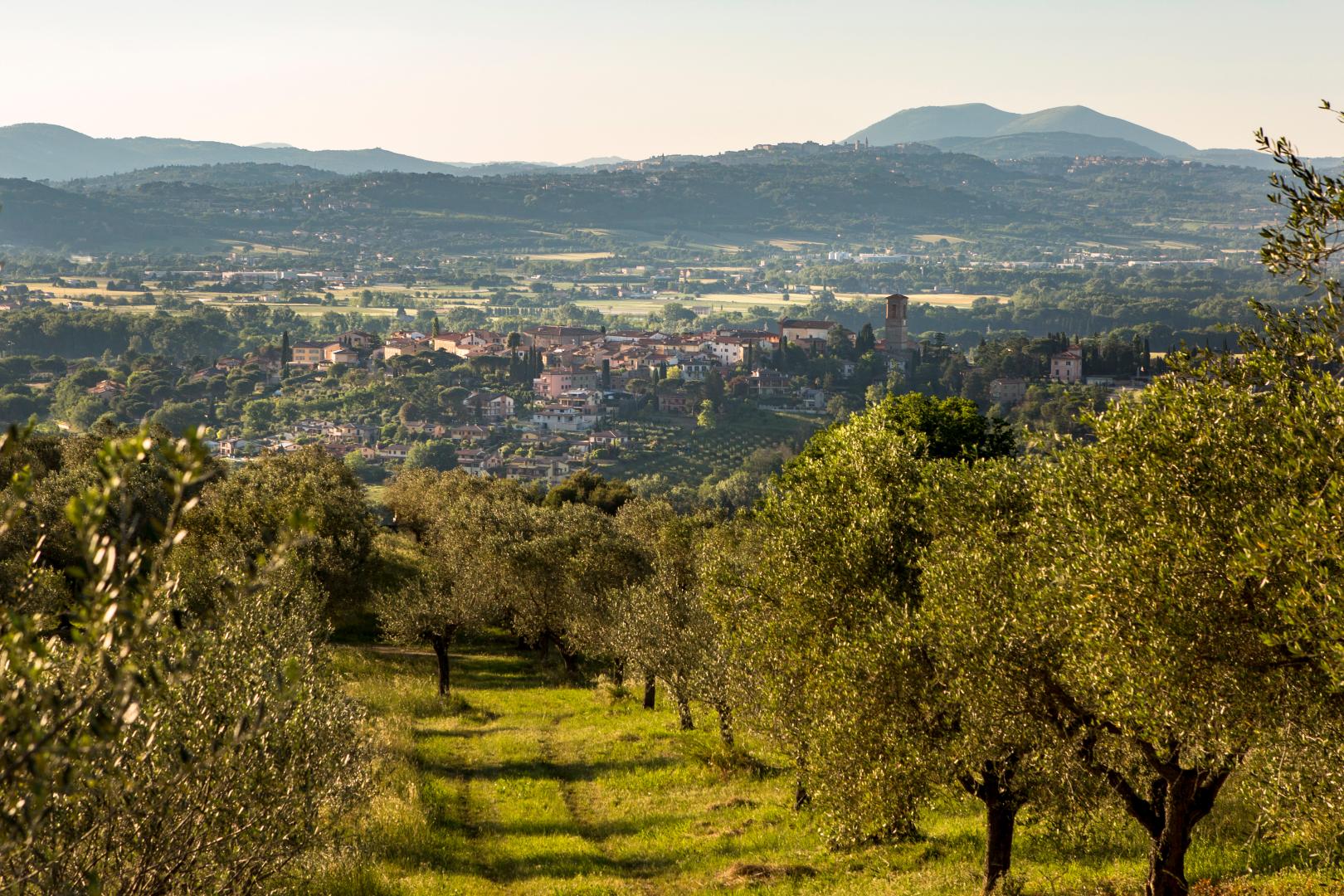 Doc e Docg Torgiano Wines