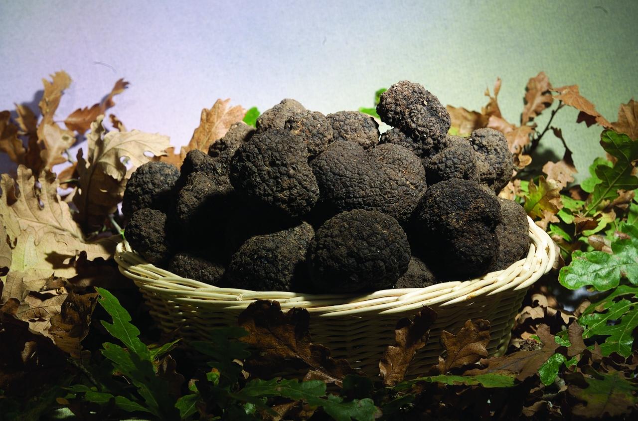 The truffle digger
