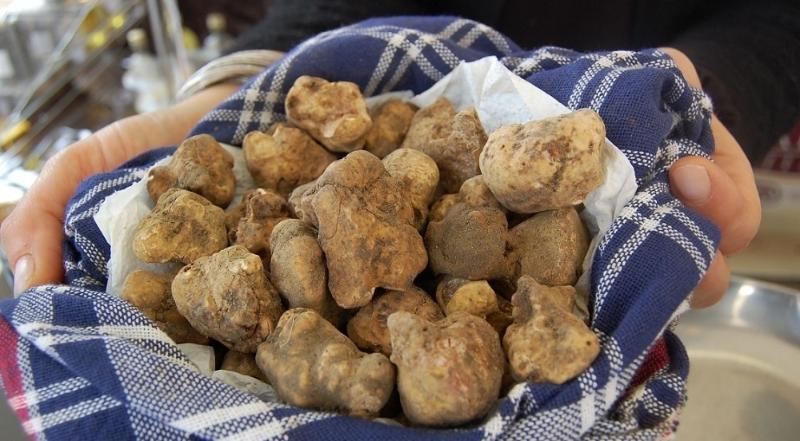 The truffle digger
