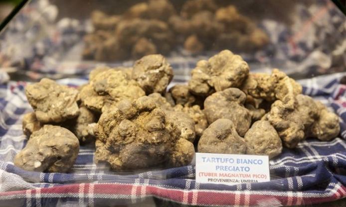 The truffle digger
