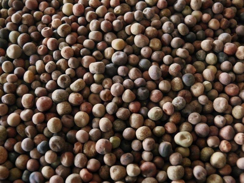 Semi di Roveja essiccati, piccoli e rotondi, con sfumature di marrone, verde e beige, mostrati in dettaglio ravvicinato.