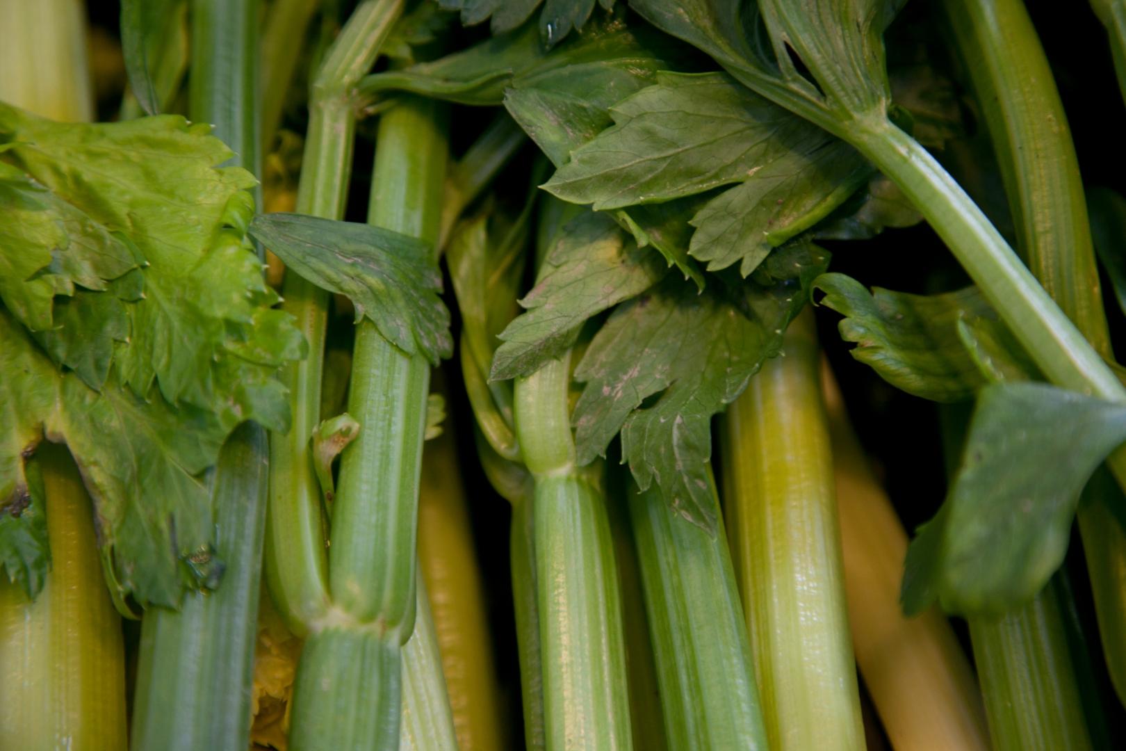 Sedano nero di Trevi