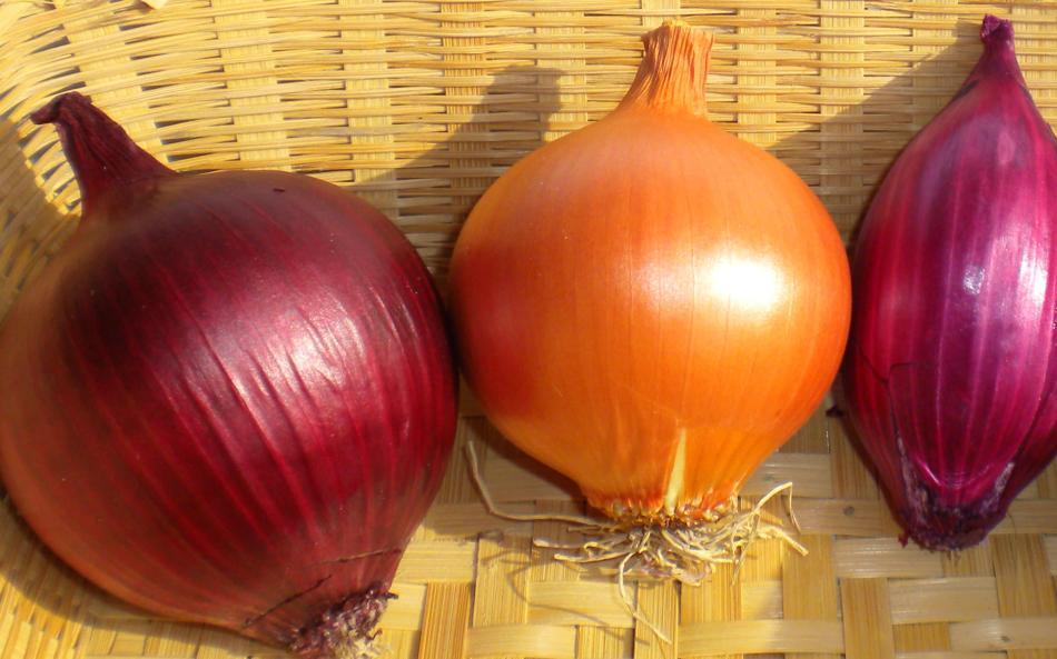 Cipolla di Cannara