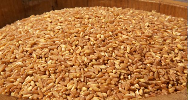 Farro di Monteleone di Spoleto DOP