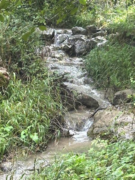 Small stream flowing through the Valloncello woodland along the trail leading to the Cascate de Lu Cugnuntu.