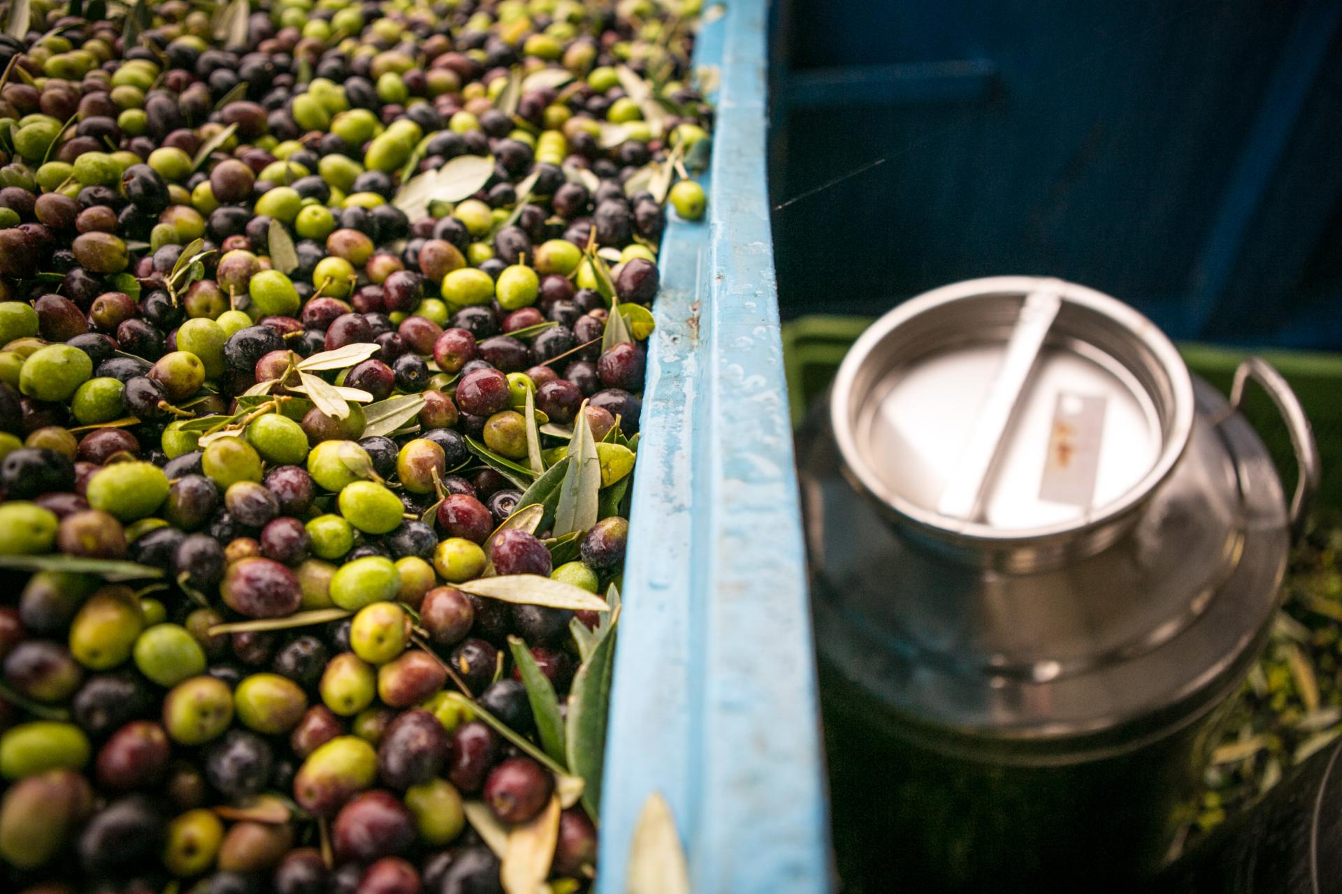 #UUUU - Umbri. Ulivi e Uomini Unici