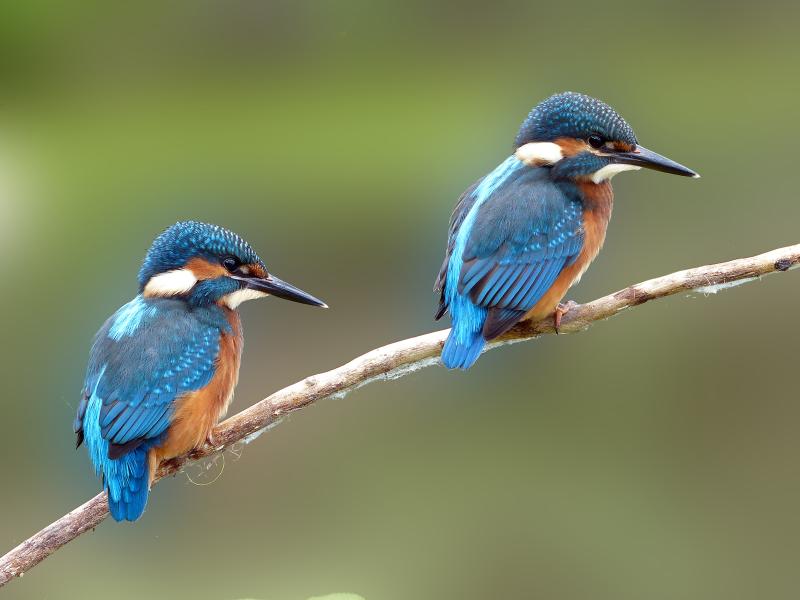 Titolo: L’Oasi WWF di Alviano
