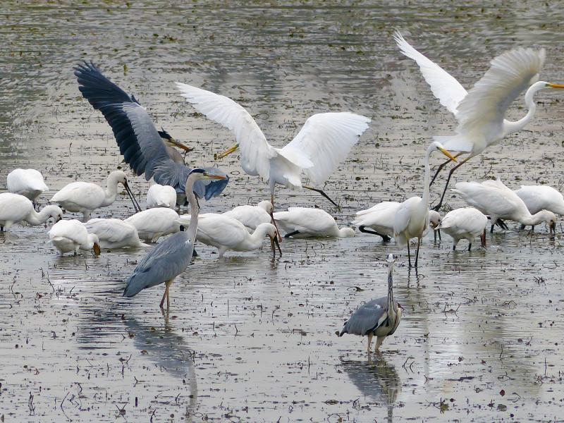 Titolo: Birdwatching all'Oasi WWF Lago di Alviano