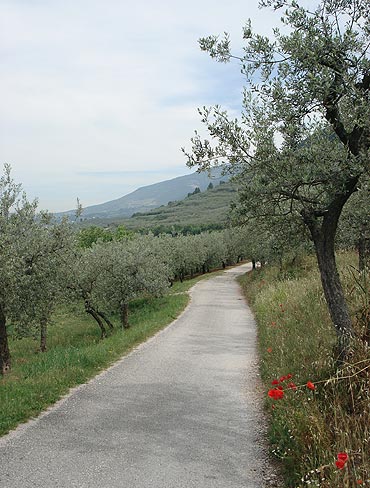 From Spello to Assisi along the ancient Olive Way