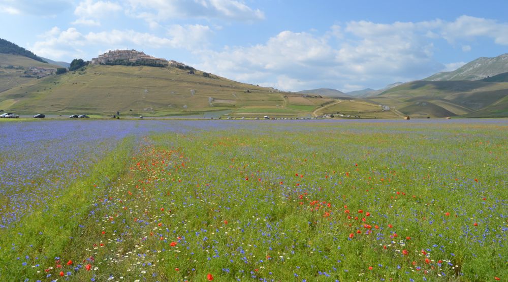 Blooming of Castelluccio di Norcia, with colorful poppies and cornflowers; in the background, a village perched on a hill.