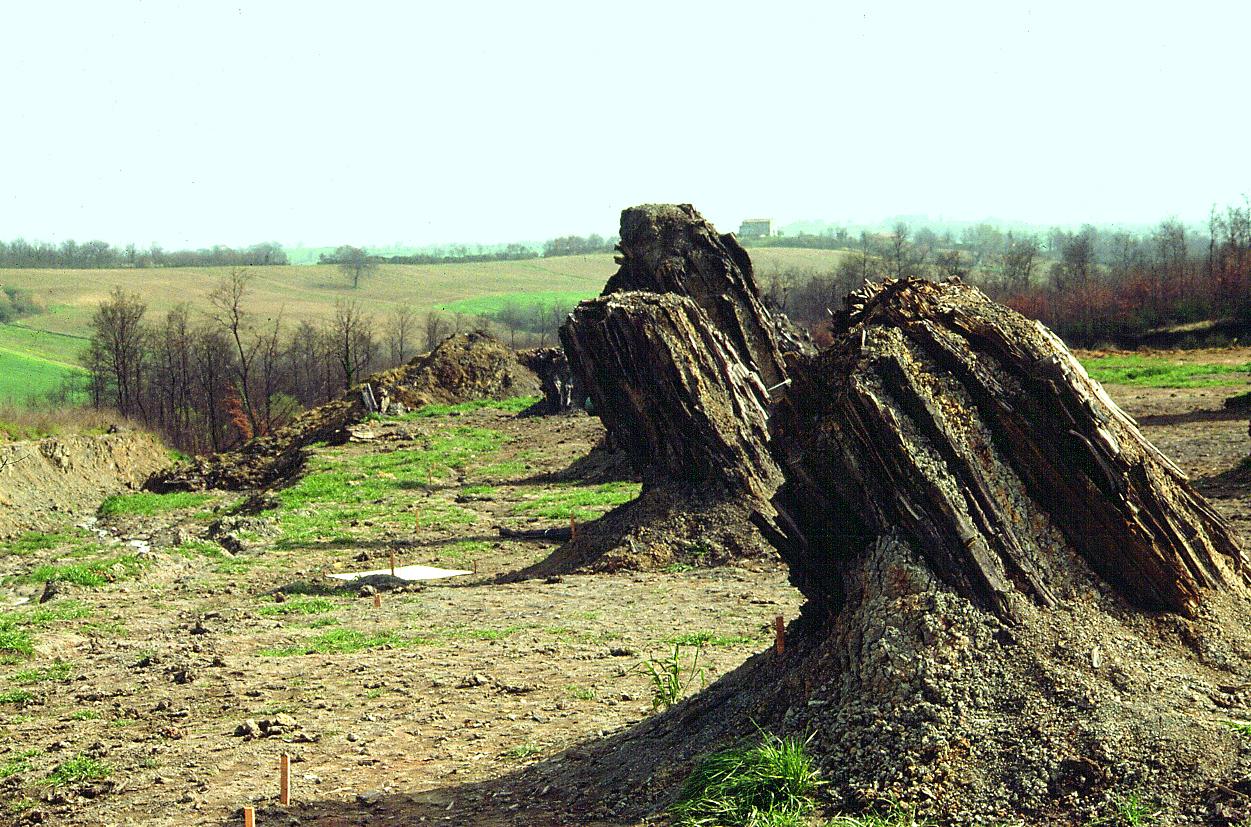 Centro di Paleontologia vegetale della foresta fossile di Dunarobba