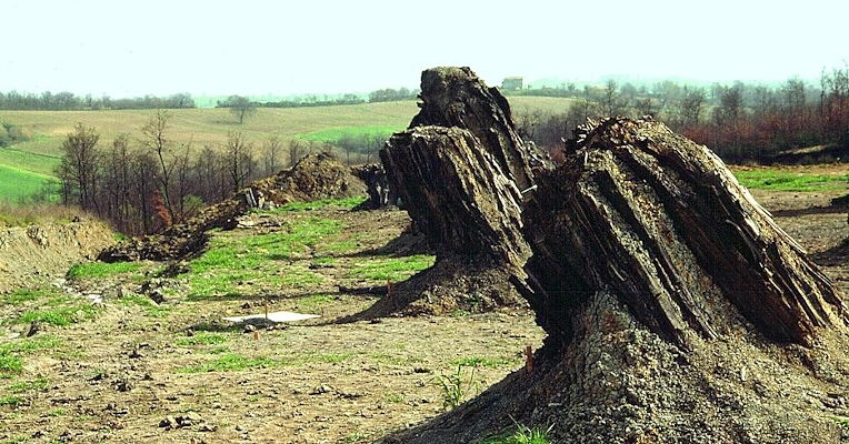 Fossilisierte Baumstämme ragen aus dem Boden auf einem Feld mit umliegender Vegetation.